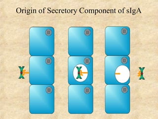 Origin of Secretory Component of sIgA
 