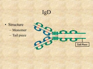 IgD
• Structure
– Monomer
– Tail piece
Tail Piece
 