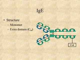 IgE
• Structure
– Monomer
– Extra domain (CH4)
Cε4
 