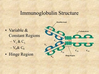 Immunoglobulin Structure
• Variable &
Constant Regions
– V & CL L
– VH& CH
• Hinge Region
CH1
VL
CL
VH
CH2 CH3
Hinge Region
Carbohydrate
Disulfide bond
 