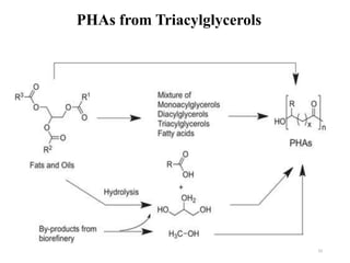 33
PHAs from Triacylglycerols
 