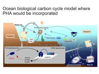 Ocean biological carbon cycle model where
PHA would be incorporated
34
 