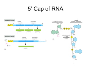 Structure of dna and replication and central dogma | PPT