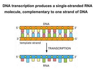 Structure of dna and replication and central dogma | PPT