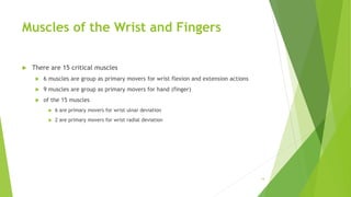 Muscles of the Wrist and Fingers
 There are 15 critical muscles
 6 muscles are group as primary movers for wrist flexion and extension actions
 9 muscles are group as primary movers for hand (finger)
 of the 15 muscles
 6 are primary movers for wrist ulnar deviation
 2 are primary movers for wrist radial deviation
14
 