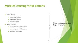 Muscles causing wrist actions
 Wrist flexors
 flexor carpi radialis
 flexor carpi ulnaris
 palmaris longus
 Wrist extensors
 extensor carpi radialis longus
 extensor carpi radialis brevis
 extensor carpi ulnaris
15
These muscles do not cause
finger movements
 