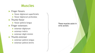 Muscles
 Finger flexors
 flexor digitorum superficialis
 flexor digitorum profundus
 Thumb flexor
 flexor pollicis longus
 Finger extensors
 extensor digitorum
 extensor indicis
 extensor digiti minimi
 Thumb extensor
 extensor pollicis longus
 extensor pollicis brevis
16
These muscles assist in
wrist actions
 