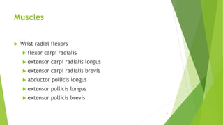 Muscles
 Wrist radial flexors
 flexor carpi radialis
 extensor carpi radialis longus
 extensor carpi radialis brevis
 abductor pollicis longus
 extensor pollicis longus
 extensor pollicis brevis
17
 