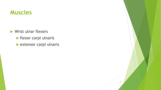 Muscles
 Wrist ulnar flexors
 flexor carpi ulnaris
 extensor carpi ulnaris
18
 