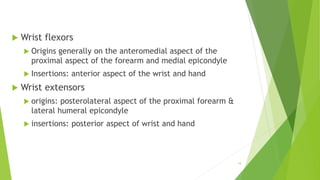  Wrist flexors
 Origins generally on the anteromedial aspect of the
proximal aspect of the forearm and medial epicondyle
 Insertions: anterior aspect of the wrist and hand
 Wrist extensors
 origins: posterolateral aspect of the proximal forearm &
lateral humeral epicondyle
 insertions: posterior aspect of wrist and hand
19
 