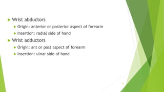  Wrist abductors
 Origin: anterior or posterior aspect of forearm
 Insertion: radial side of hand
 Wrist adductors
 Origin: ant or post aspect of forearm
 Insertion: ulnar side of hand
20
 