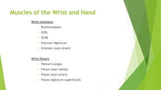 Muscles of the Wrist and Hand
Wrist extensors
 Brachioradialis
 ECRL
 ECRB
 Extensor digitorum
 Extensor carpi ulnaris
Wrist flexors
 Palmaris longus
 Flexor carpi radialis
 Flexor carpi ulnaris
 Flexor digitorum superficialis 21
 