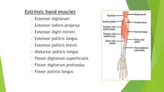 Extrinsic hand muscles
 Extensor digitorum
 Extensor indicis proprius
 Extensor digiti minimi
 Extensor pollicis longus
 Extensor pollicis brevis
 Abductor pollicis longus
 Flexor digitorum superficialis
 Flexor digitorum profundus
 Flexor pollicis longus
32
 