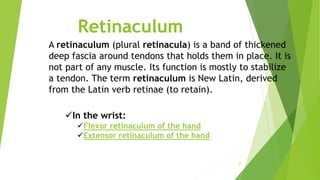 Retinaculum
37
A retinaculum (plural retinacula) is a band of thickened
deep fascia around tendons that holds them in place. It is
not part of any muscle. Its function is mostly to stabilize
a tendon. The term retinaculum is New Latin, derived
from the Latin verb retinae (to retain).
In the wrist:
Flexor retinaculum of the hand
Extensor retinaculum of the hand
 