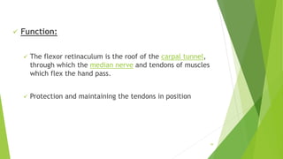  Function:
 The flexor retinaculum is the roof of the carpal tunnel,
through which the median nerve and tendons of muscles
which flex the hand pass.
 Protection and maintaining the tendons in position
39
 
