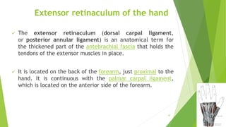Extensor retinaculum of the hand
 The extensor retinaculum (dorsal carpal ligament,
or posterior annular ligament) is an anatomical term for
the thickened part of the antebrachial fascia that holds the
tendons of the extensor muscles in place.
 It is located on the back of the forearm, just proximal to the
hand. It is continuous with the palmar carpal ligament,
which is located on the anterior side of the forearm.
40
 