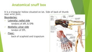 Anatomical snuff box
It is a triangular hollow situated on lat. Side of back of thumb
near wrist joint.
Boundaries:
 Laterally: radial side
tendons of APL & EPB
 Medially: ulnar side
tendon of EPL
 Floor:
back of scaphoid and trapezium
41
 