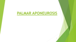 PALMAR APONEUROSIS
42
 