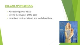 PALMAR APONEUROSIS
 Also called palmar fascia
 invests the muscles of the palm
 consists of central, lateral, and medial portions.
43
 