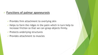  Functions of palmar aponeurosis
 Provides firm attachment to overlying skin
 Helps to form the ridges in the palm which in turn help to
increase friction so that we can grasp objects firmly.
 Protects underlying structures
 Provides attachment to muscles
44
 
