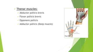 Thenar muscles:
 Abductor pollicis brevis
 Flexor pollicis brevis
 Opponens pollicis
 Adductor pollicis (Deep muscle)
47
 