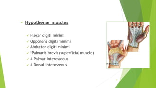  Hypothenar muscles
 Flexor digiti minimi
 Opponens digiti minimi
 Abductor digiti minimi
 *Palmaris brevis (superficial muscle)
 4 Palmar interosseous
 4 Dorsal interosseous
49
 