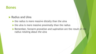 Bones
 Radius and Ulna
 the radius is more massive distally than the ulna
 the ulna is more massive proximally than the radius
 Remember, forearm pronation and supination are the result of the
radius rotating about the ulna
6
 