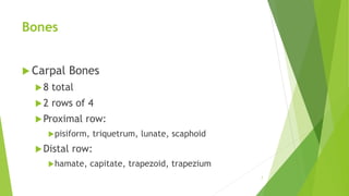 Bones
 Carpal Bones
8 total
2 rows of 4
Proximal row:
pisiform, triquetrum, lunate, scaphoid
Distal row:
hamate, capitate, trapezoid, trapezium
7
 