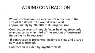 WOUND CONTRACTION
•Wound contraction is a mechanical reduction in the
size of the defect. The wound is reduced
approximately by 70-80% of its original size.
•Contraction results in much faster healing, since only
one-quarter to one-third of the amount of destroyed
tissue has to be replaced.
• If contraction is prevented, healing is slow and a large
ugly scar is formed.
•Contraction is aided by myofibroblasts
 