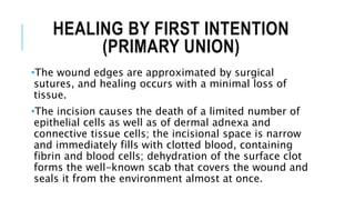 HEALING BY FIRST INTENTION
(PRIMARY UNION)
•The wound edges are approximated by surgical
sutures, and healing occurs with a minimal loss of
tissue.
•The incision causes the death of a limited number of
epithelial cells as well as of dermal adnexa and
connective tissue cells; the incisional space is narrow
and immediately fills with clotted blood, containing
fibrin and blood cells; dehydration of the surface clot
forms the well-known scab that covers the wound and
seals it from the environment almost at once.
 