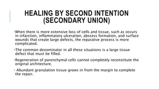 HEALING BY SECOND INTENTION
(SECONDARY UNION)
•When there is more extensive loss of cells and tissue, such as occurs
in infarction, inflammatory ulceration, abscess formation, and surface
wounds that create large defects, the reparative process is more
complicated.
•The common denominator in all these situations is a large tissue
defect that must be filled.
•Regeneration of parenchymal cells cannot completely reconstitute the
original architecture.
• Abundant granulation tissue grows in from the margin to complete
the repair.
 