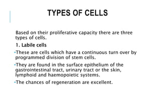 TYPES OF CELLS
Based on their proliferative capacity there are three
types of cells.
1. Labile cells
•These are cells which have a continuous turn over by
programmed division of stem cells.
•They are found in the surface epithelium of the
gastrointestinal tract, urinary tract or the skin,
lymphoid and haemopoietic systems.
•The chances of regeneration are excellent.
 
