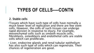 TYPES OF CELLS----CONTN
2. Stable cells
•Tissues which have such type of cells have normally a
much lower level of replication and there are few stem
cells. However, the cells of such tissues can undergo
rapid division in response to injury. For example,
mesenchymal cells such as smooth muscle cells,
fibroblasts, osteoblasts and endothelial cells are stable
cells which can proliferate.
• Liver, endocrine glands and renal tubular epithelium
has also such type of cells which can regenerate. Their
chances of regeneration are good.
 