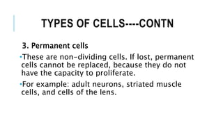 TYPES OF CELLS----CONTN
3. Permanent cells
•These are non-dividing cells. If lost, permanent
cells cannot be replaced, because they do not
have the capacity to proliferate.
•For example: adult neurons, striated muscle
cells, and cells of the lens.
 