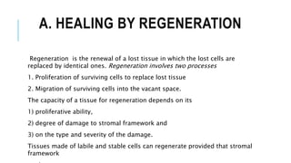 A. HEALING BY REGENERATION
Regeneration is the renewal of a lost tissue in which the lost cells are
replaced by identical ones. Regeneration involves two processes
1. Proliferation of surviving cells to replace lost tissue
2. Migration of surviving cells into the vacant space.
The capacity of a tissue for regeneration depends on its
1) proliferative ability,
2) degree of damage to stromal framework and
3) on the type and severity of the damage.
Tissues made of labile and stable cells can regenerate provided that stromal
framework
 