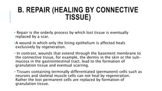 B. REPAIR (HEALING BY CONNECTIVE
TISSUE)
• Repair is the orderly process by which lost tissue is eventually
replaced by a scar.
•A wound in which only the lining epithelium is affected heals
exclusively by regeneration.
• In contrast, wounds that extend through the basement membrane to
the connective tissue, for example, the dermis in the skin or the sub-
mucosa in the gastrointestinal tract, lead to the formation of
granulation tissue and eventual scarring.
• Tissues containing terminally differentiated (permanent) cells such as
neurons and skeletal muscle cells can not heal by regeneration.
Rather the lost permanent cells are replaced by formation of
granulation tissue.
 