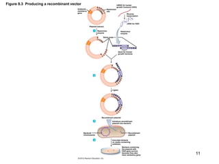 Lec 9 Recombinant DNA technology and applications.ppt