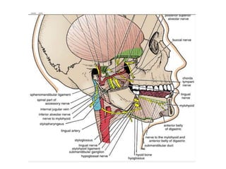 Lec 9 Superficial Structures of Head & Neck scalp - Copy.ppt