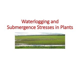 Waterlogging and
Submergence Stresses in Plants
 