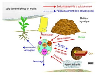 Le cah et elements nutritifs du sol