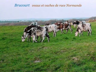 Brucourt   veaux et vaches de race Normande 