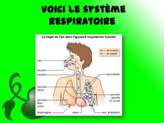 Voici le système
 respiratoire
 