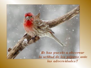 ¿Te has puesto a observar  la actitud de los pájaros ante  las adversidades?  