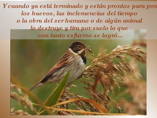 ... Y cuando ya está terminado y están prontos para poner  los huevos, las inclemencias del tiempo  o la obra del ser humano o de algún animal  lo destruye y tira por suelo lo que  con tanto esfuerzo se logró... 