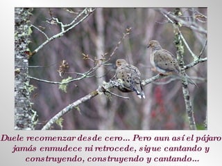 Duele recomenzar desde cero... Pero aun así el pájaro  jamás enmudece ni retrocede, sigue cantando y  construyendo, construyendo y cantando... 