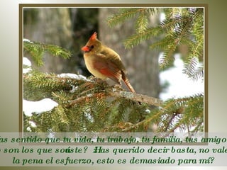 ¿Has sentido que tu vida, tu trabajo, tu familia, tus amigos  no son los que soñaste?  ¿Has querido decir basta, no vale la pena el esfuerzo, esto es demasiado para mí?  