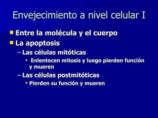 Envejecimiento a nivel celular I Entre la molécula y el cuerpo La apoptosis Las células mitóticas  Enlentecen mitosis y luego pierden función y mueren  Las células postmitóticas Pierden su función y mueren 
