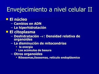 Envejecimiento a nivel celular II El núcleo Cambios en ADN La hiperhidratación El citoplasma Deshidratación   ↑  Densidad relativa de organoides La disminución de mitocondrias  la energía  Los acúmulos de basura Otros organoides Ribosomas,lisosomas, retículo endoplásmico  