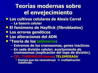 Teorías modernas sobre  el envejecimiento  Los cultivos celulares de Alexis Carrel  La basura celular El fenómeno de Hayflick (fibroblastos) Los errores genéticos Las alteraciones del ADN “ Teoría de los  telómeros :  Extremos de los cromosomas, genes inactivos. En cada división celular: acortamiento de cromosomas (explicación del tope de división). CEL. TUMORALES tienen :  TELOMERASA Enzima que los reconstruye    multiplicación indefinida. 