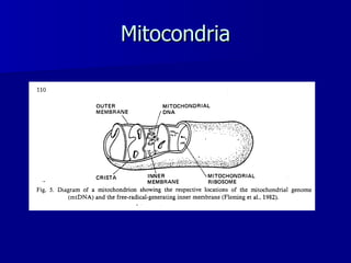 Mitocondria 